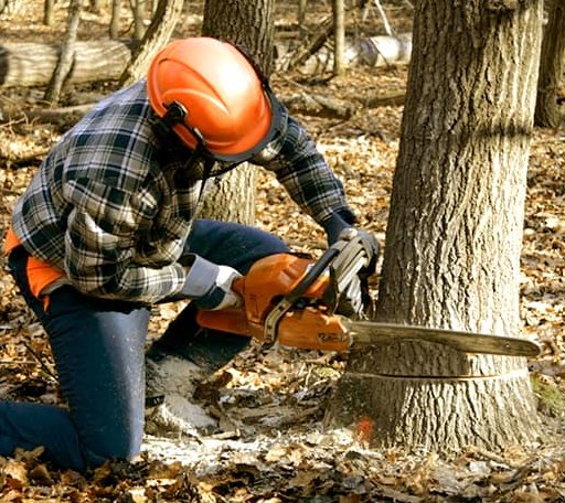 Tree Removal in Bellaire, MI
